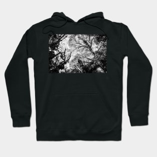 Tree Canopy Hoodie